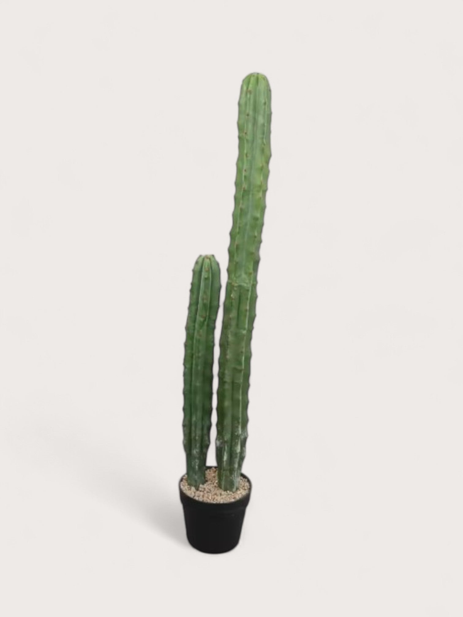 Cacti | Kunst cactus