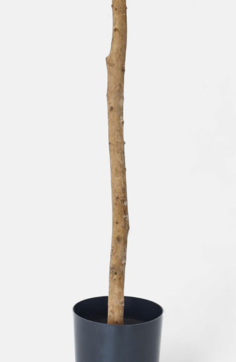 Olea | kunstolijfboom 130cm