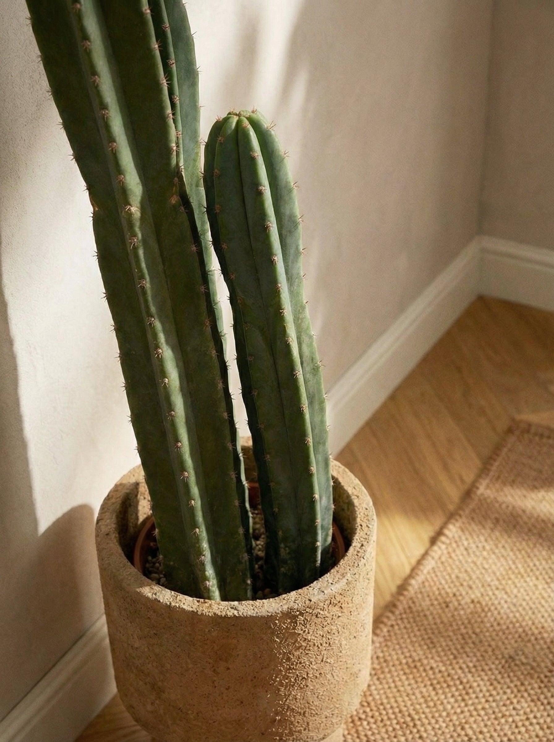 Kakteen | Künstlicher Kaktus